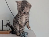 Magnifiques chatonnes Bengal LOOF silver et snow mink à vendre