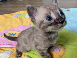 Magnifiques chatonnes Bengal LOOF silver et snow mink à vendre