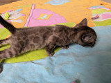Magnifiques chatonnes Bengal LOOF silver et snow mink à vendre