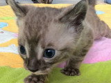 Magnifiques chatonnes Bengal LOOF silver et snow mink à vendre