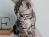 Magnifiques chatonnes Bengal LOOF silver et snow mink à vendre