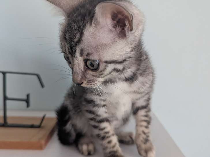 Magnifiques chatonnes Bengal LOOF silver et snow mink à vendre