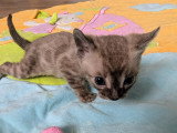 Magnifiques chatonnes Bengal LOOF silver et snow mink à vendre