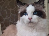 Chatte Ragdoll seal point et blanc LOOF à vendre née en août 2021
