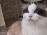 Chatte Ragdoll seal point et blanc LOOF à vendre née en août 2021