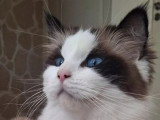 Chatte Ragdoll seal point et blanc LOOF à vendre née en août 2021