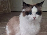 Chatte Ragdoll seal point et blanc LOOF à vendre née en août 2021