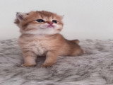Chatons de type Scottish Straight à vendre (2 femelles & 1 mâle)