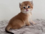 Chatons de type Scottish Straight à vendre (2 femelles & 1 mâle)