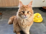 Chat Maine Coon mâle castré LOOF de 2024 à vendre