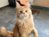 Chat Maine Coon mâle castré LOOF de 2024 à vendre