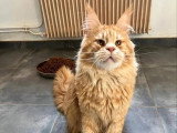 Chat Maine Coon mâle castré LOOF de 2024 à vendre