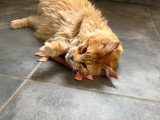 Chat Maine Coon mâle castré LOOF de 2024 à vendre
