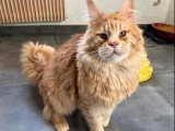 Chat Maine Coon mâle castré LOOF de 2024 à vendre
