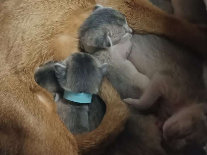 Magnifiques chatons Abyssins bleus à vendre
