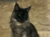 6 chatons Maine Coon black smoke inscrits au LOOF à réserver
