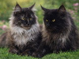 6 chatons Maine Coon black smoke inscrits au LOOF à réserver