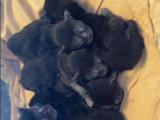6 chatons Maine Coon black smoke inscrits au LOOF à réserver