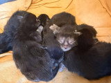 6 chatons Maine Coon black smoke inscrits au LOOF à réserver