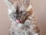 6 chatons Maine Coon black smoke inscrits au LOOF à réserver