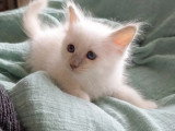 Chaton Sacré de Birmanie femelle à vendre (LOOF)
