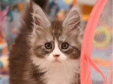 5 chatons Maine Coon à réserver LOOF nés mars 2026