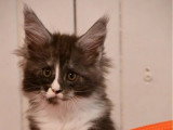 5 chatons Maine Coon à réserver LOOF nés mars 2026