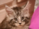 5 chatons Maine Coon à réserver LOOF nés mars 2026