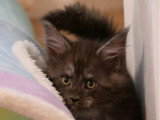 5 chatons Maine Coon à réserver LOOF nés mars 2026