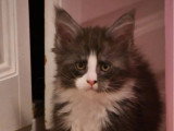 5 chatons Maine Coon à réserver LOOF nés mars 2026