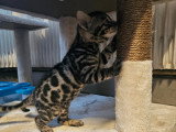 Chatons Bengal LOOF à vendre