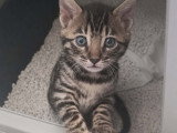 Chatons Bengal LOOF à vendre