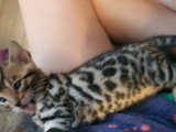 Chatons Bengal LOOF à vendre