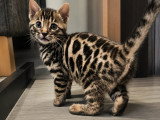 Chatons Bengal LOOF à vendre