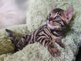 Chatons Bengal LOOF à vendre