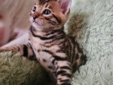 Chatons Bengal LOOF à vendre