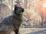 Saillie Maine Coon mâle bleu LOOF de juin 2020