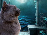 Saillie Maine Coon mâle bleu LOOF de juin 2020