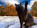Saillie Maine Coon mâle bleu LOOF de juin 2020