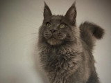 Saillie Maine Coon mâle bleu LOOF de juin 2020