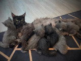 Saillie Maine Coon mâle bleu LOOF de juin 2020