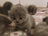 Chatons British Shorthair à vendre