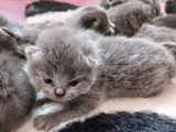 Chatons British Shorthair à vendre