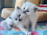 4 chatons Sacré de Birmanie à réserver, LOOF avril 2026