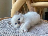 4 chatons Sacré de Birmanie à réserver, LOOF avril 2026