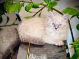 Barcik