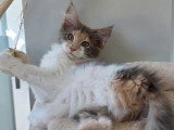 2 chatons femelles Maine Coon inscrites au LOOF de décembre 2025 à vendre
