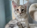 2 chatons femelles Maine Coon inscrites au LOOF de décembre 2025 à vendre