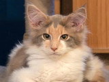 2 chatons femelles Maine Coon inscrites au LOOF de décembre 2025 à vendre