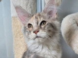2 chatons femelles Maine Coon inscrites au LOOF de décembre 2025 à vendre